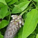 Wisteria frutescens Flor