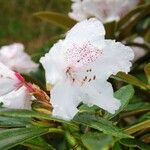 Rhododendron adenogynum Flower