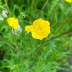 Ranunculus lanuginosusFlower