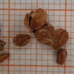 Alnus incana Altres