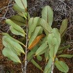 Nothofagus balansae Vivejo