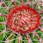 Melocactus bellavistensis