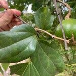 Strychnos nux-vomica Leaf