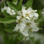 Pyrus syriaca Blomma