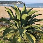 Agave shaferi Habitus