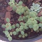 Crassula expansa ഇല