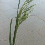 Bromus rubens পাতা