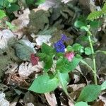 Pulmonaria obscuraFloare