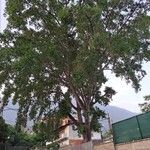 Ficus religiosa Fuelha