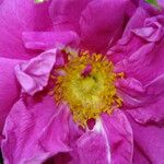 Rosa blanda Flor