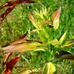 Oenothera biennis Flower