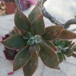 Echeveria pulvinata Ліст