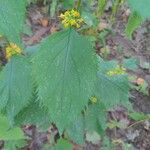 Solidago flexicaulis ഇല