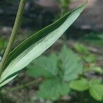 Cephalanthera rubra 葉
