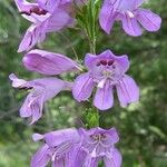 Penstemon unilateralis Flower
