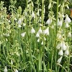 Ornithogalum candicans Flor