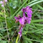 Anacamptis morio Квітка