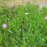 Knautia integrifolia Flower