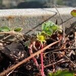 Fragaria virginiana Blatt