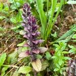 Ajuga pyramidalisFlors