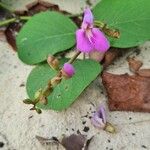 Canavalia rosea Flower