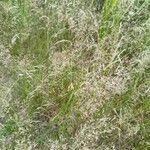 Agrostis capillaris花