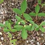 Fragaria virginiana Blatt