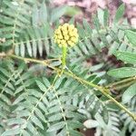 Calliandra surinamensisBlomst