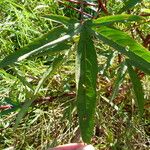 Hibiscus sabdariffa Leaf