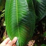 Miconia calvescens List