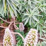Echium hierrense Habit