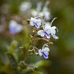 Rotheca myricoides फूल
