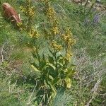 Veratrum lobelianum Blüte