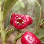 Syzygium tripetalum Fruto