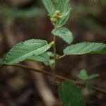 Waltheria indica Leaf