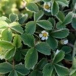 Potentilla sterilis Frunză