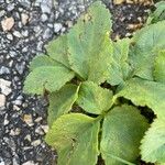 Ligusticum scothicum Leaf