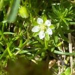 Sagina saginoides Flower