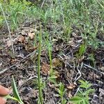 Equisetum laevigatum পাতা