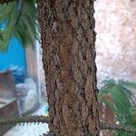 Araucaria laubenfelsii Bark