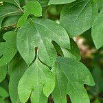 Sassafras albidumFolla