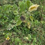 Abutilon grandiflorum Plod