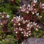 Sedum andegavense Квітка