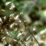 Heuchera rubescens Celota