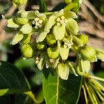 Stephanotis abyssinica Λουλούδι