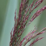 Phragmites australisFruchs