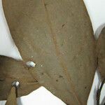 Aniba citrifolia Yaprak