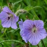 Geranium erianthum