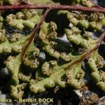 Hemionitis pteridioides Fruit