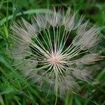 Tragopogon angustifolius 果実